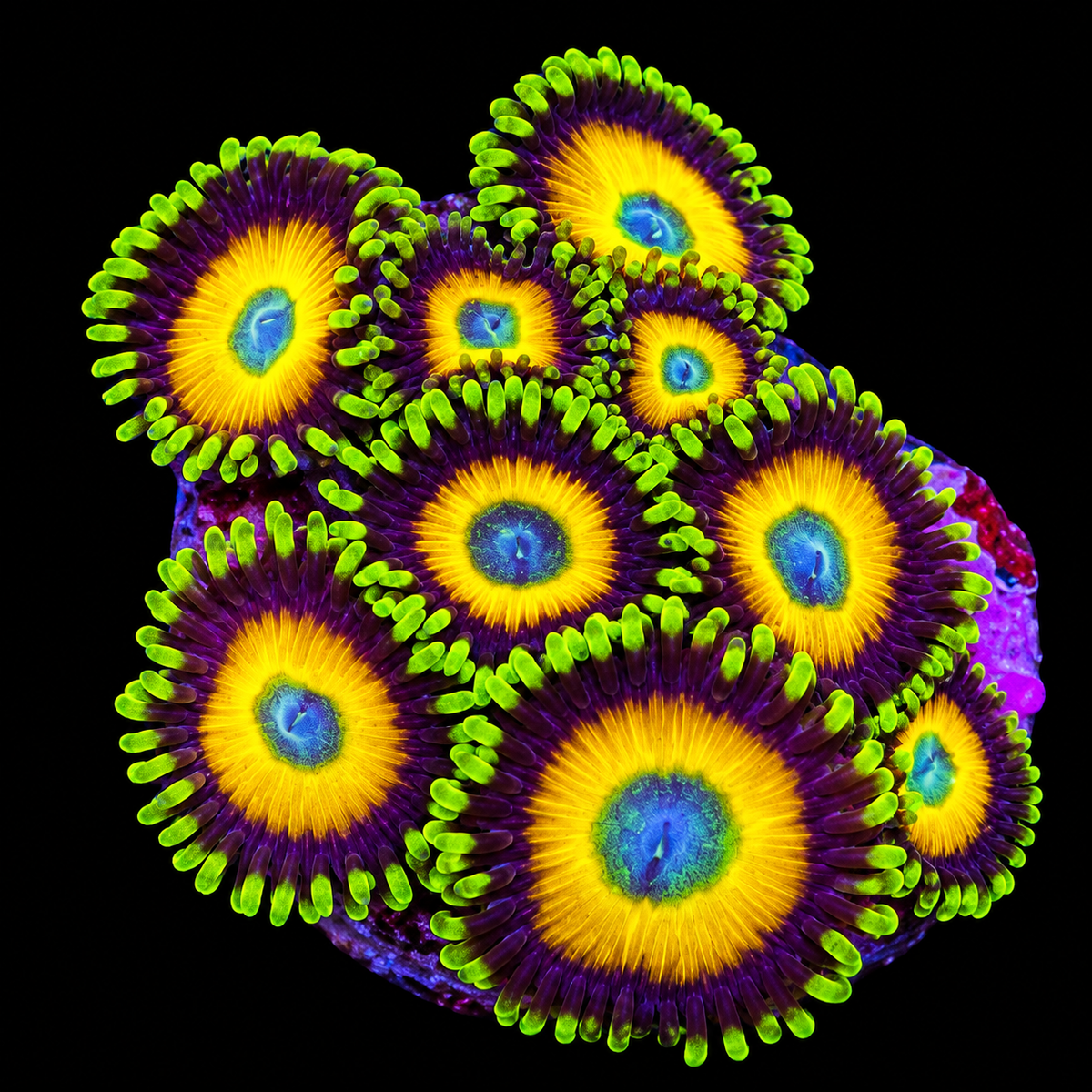 Scrambled Eggs Zoanthids Coral