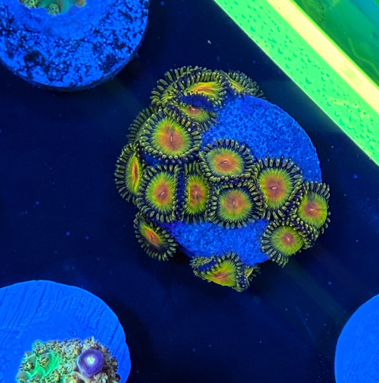 WYSIWYG WWC Golden Gods Zoa