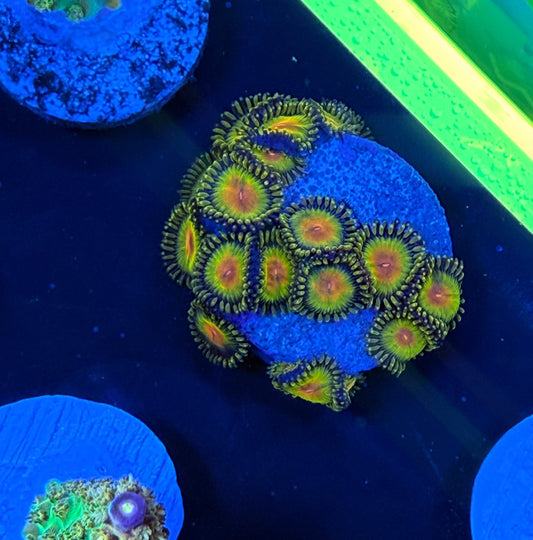 WYSIWYG WWC Golden Gods Zoa