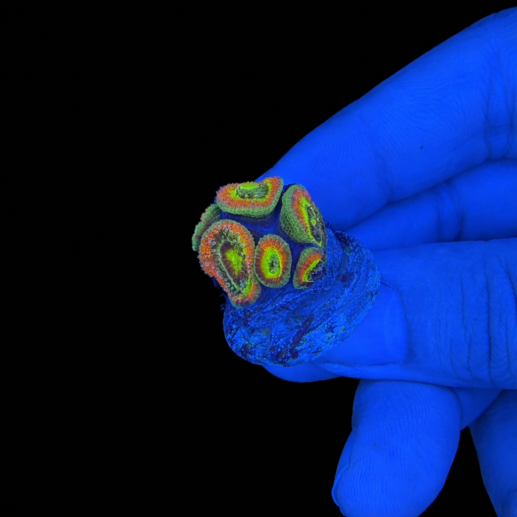 WYSIWYG Holy Grail Micromussa Coral