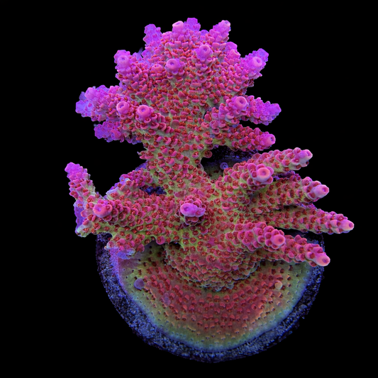 TSA Princess Peach Acropora Coral