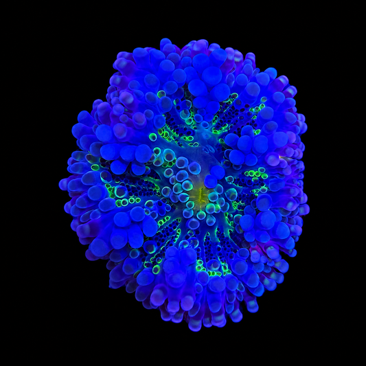WYSIWYG High End Yuma Coral