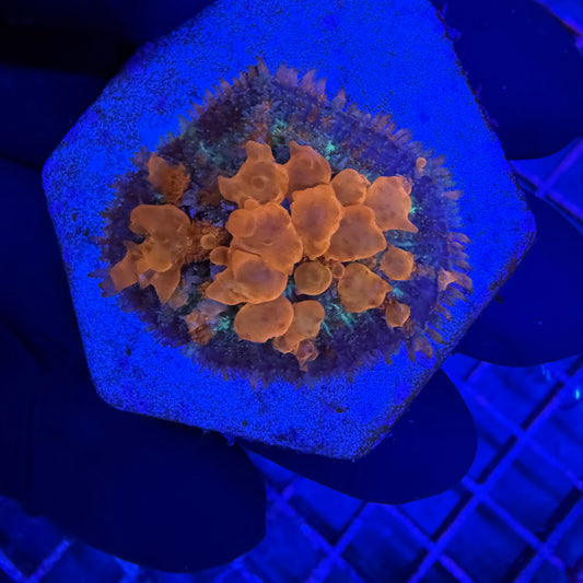 WYSIWYG Sunkist Bounce Mushroom