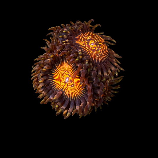 WYSIWYG Steanger Things Coral