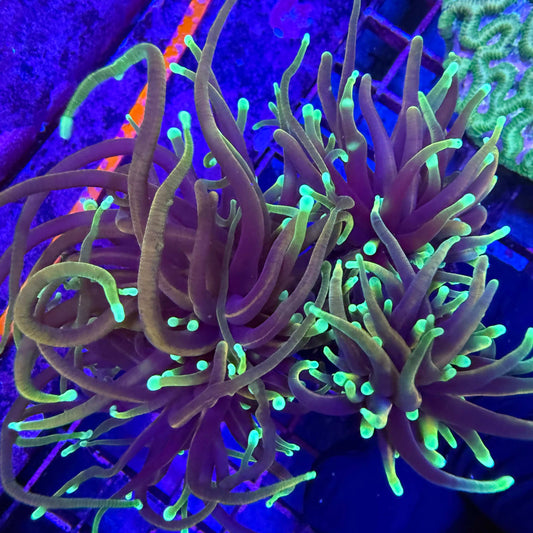 Gold Finger torch coral with bright gold flowing tentacles and green base under blue reef lighting
