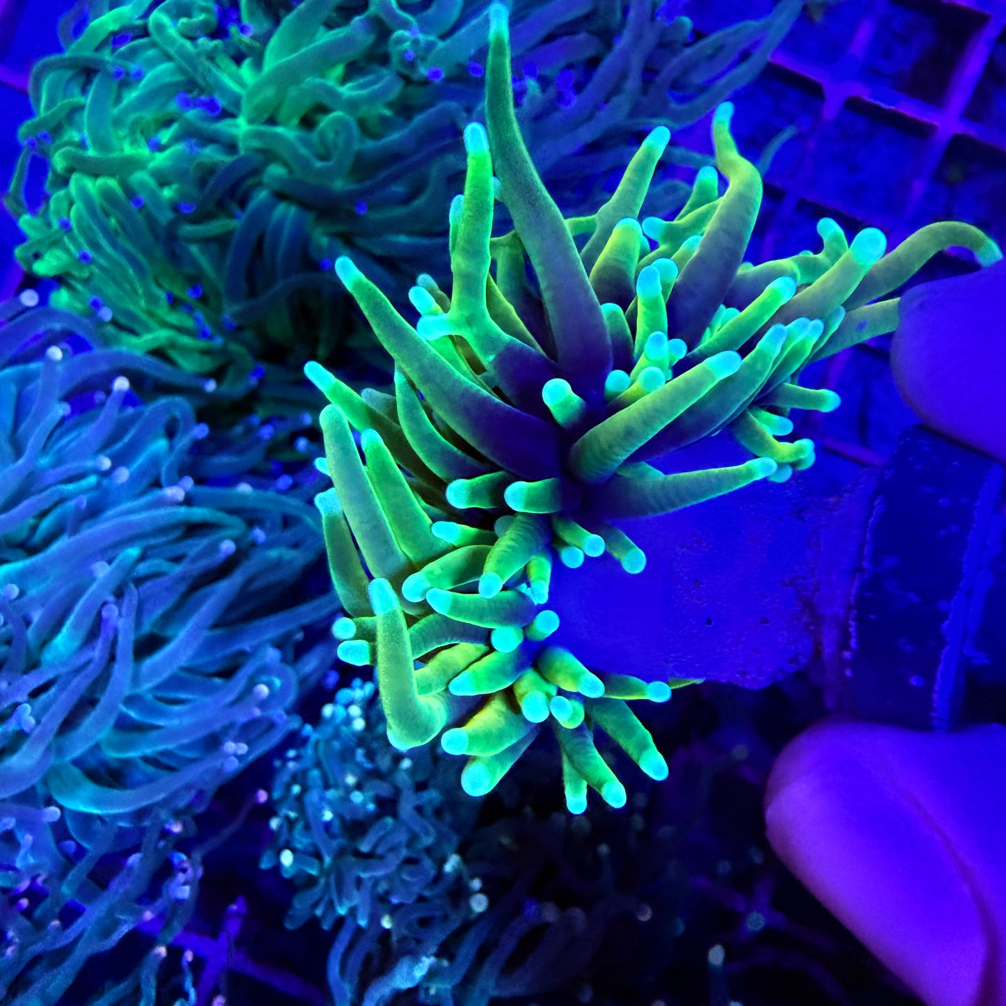WYSIWYG Blowtorch Torch Coral