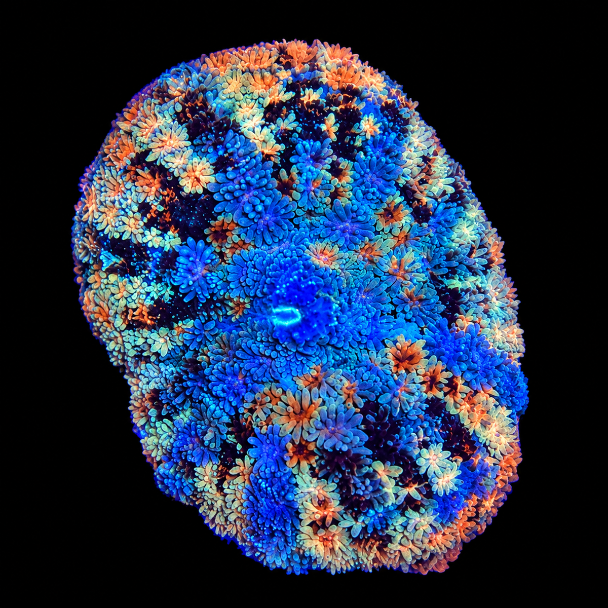 WYSIWYG Tie Dye Mushroom Coral