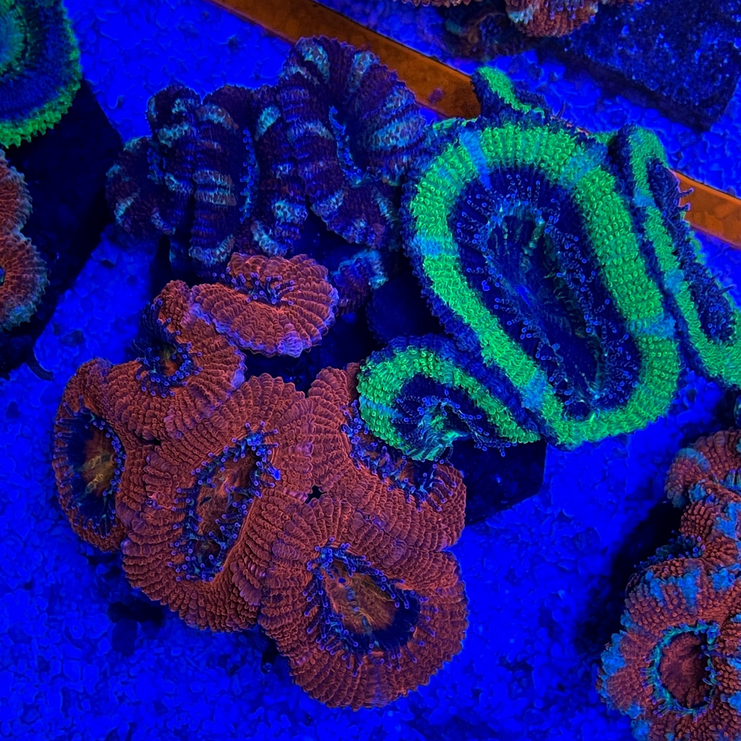 Acan Trio