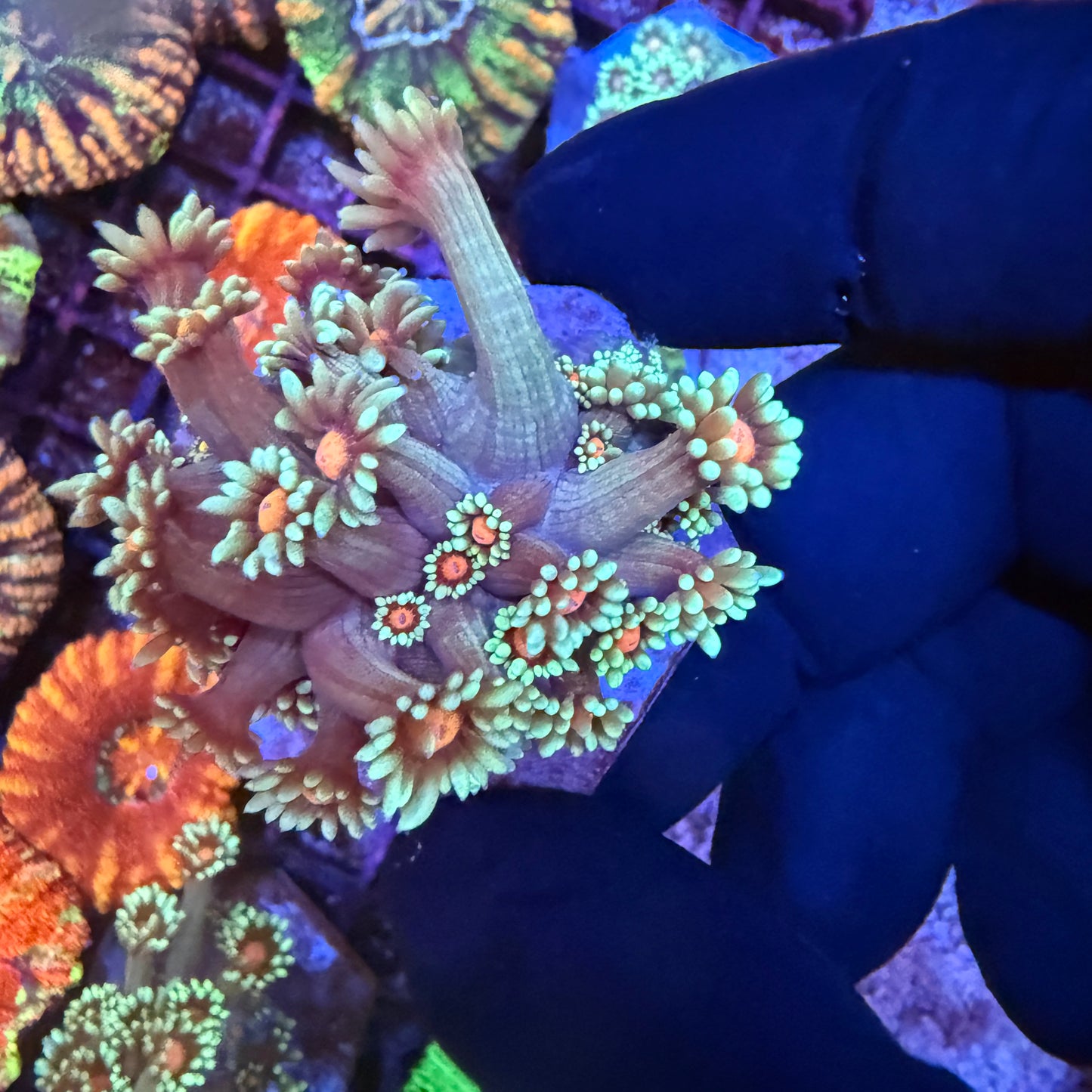 Bubblegum Nebula Goni LG Frags