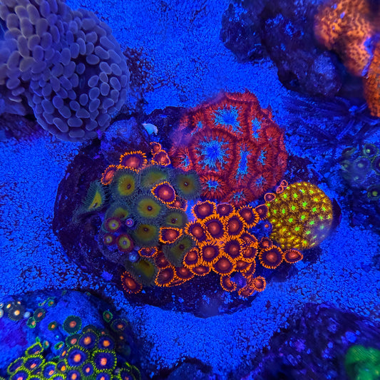 WYSIWYG Coral Combo Rock