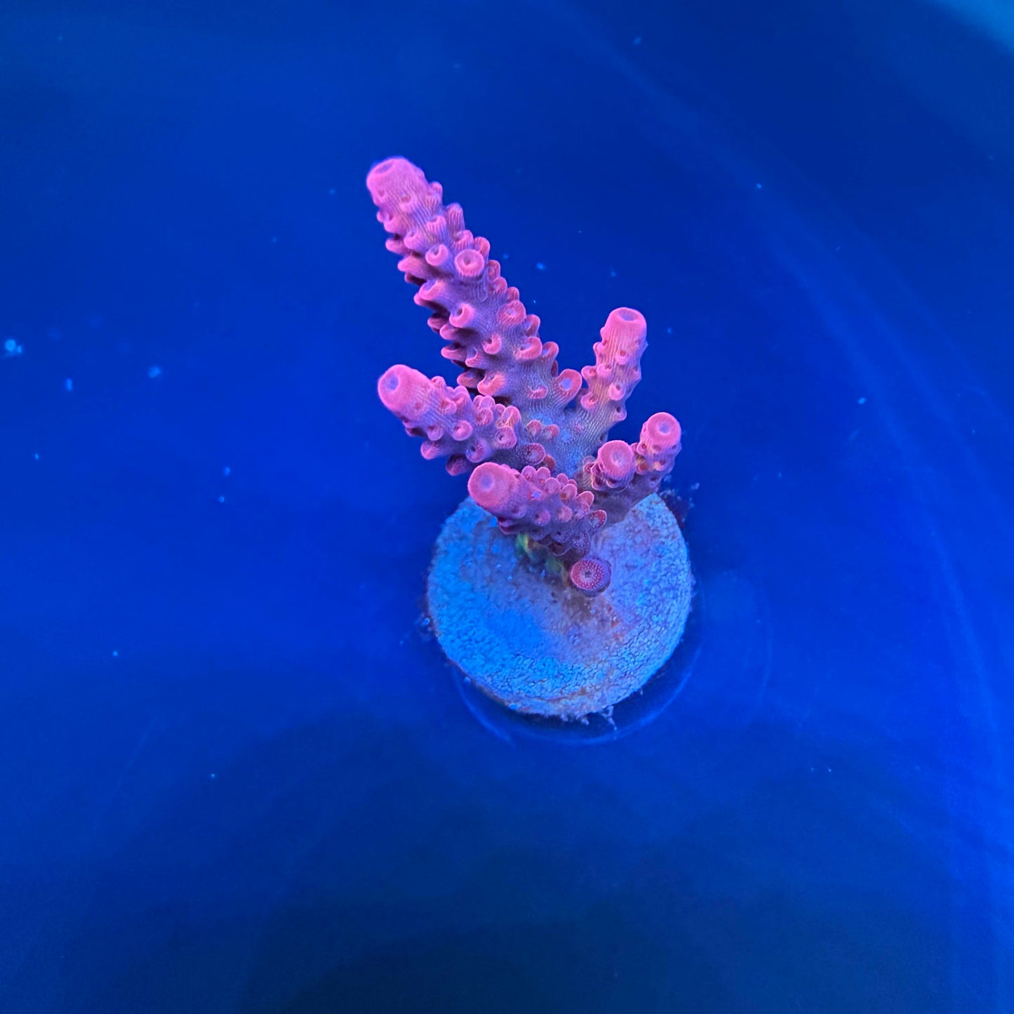 WYSIWYG PC Rainbow Acropora Coral
