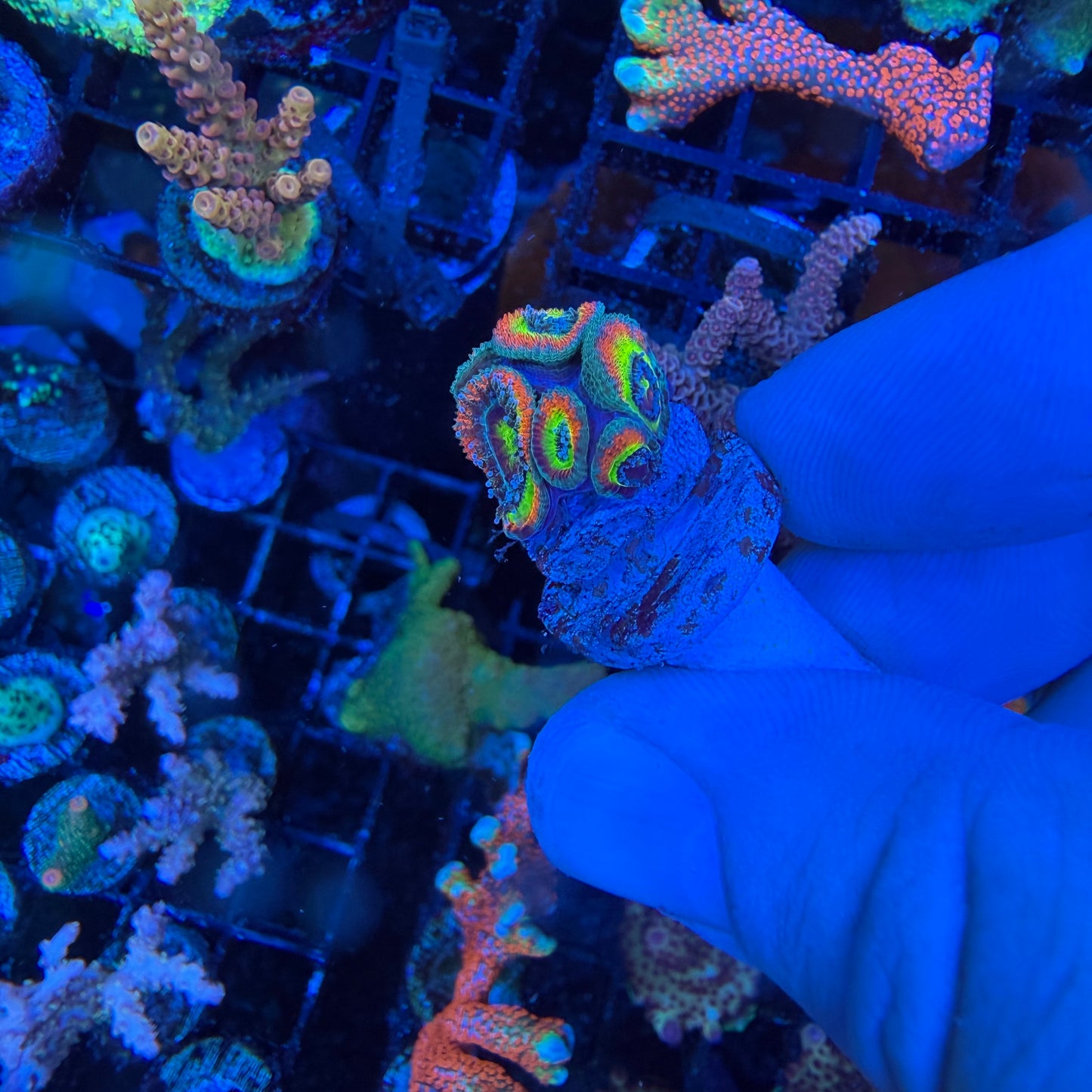 WYSIWYG Holy Grail Micromussa Coral
