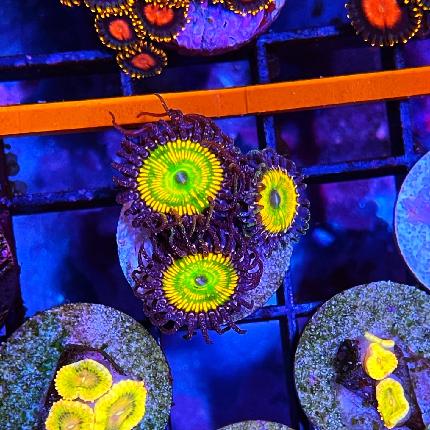 Sunny D Zoanthids