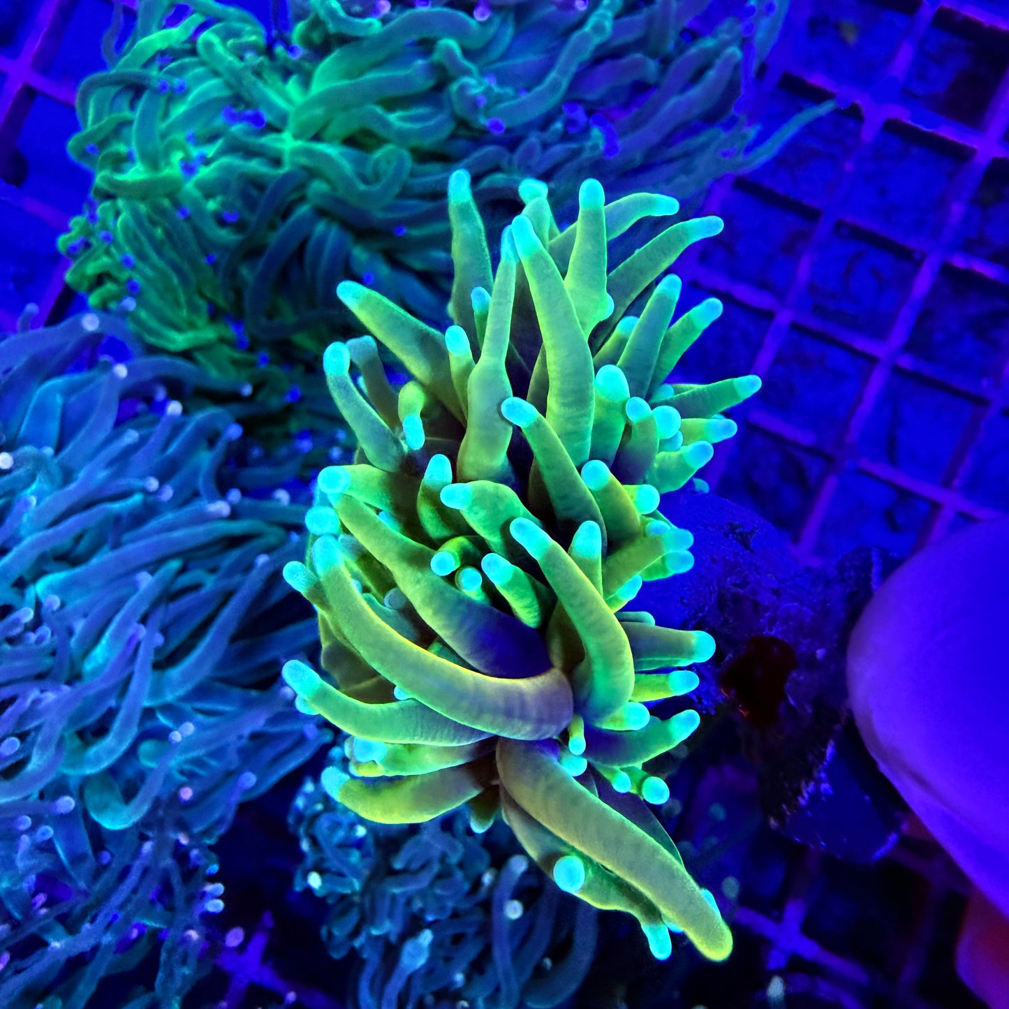 WYSIWYG Blowtorch Torch Coral