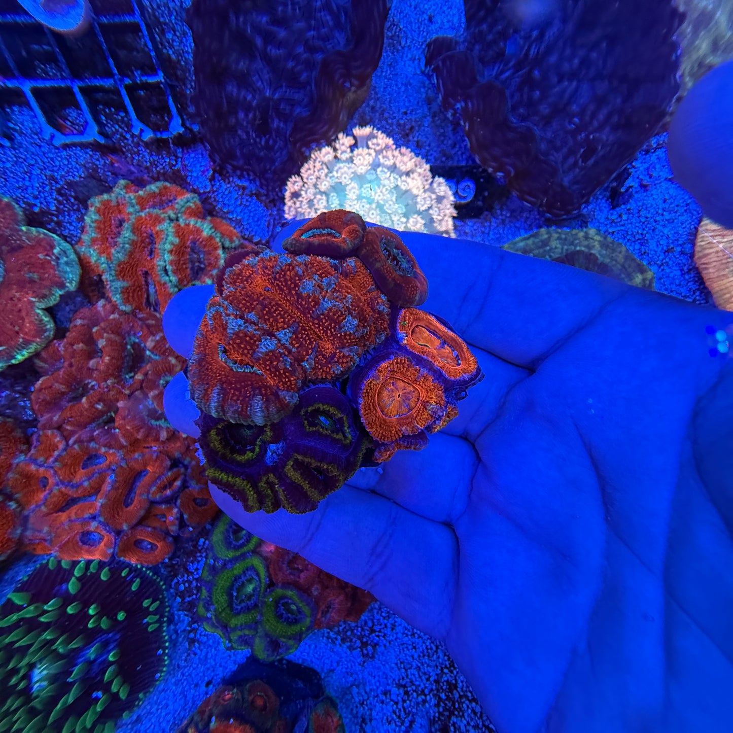 Assorted Acan Trios
