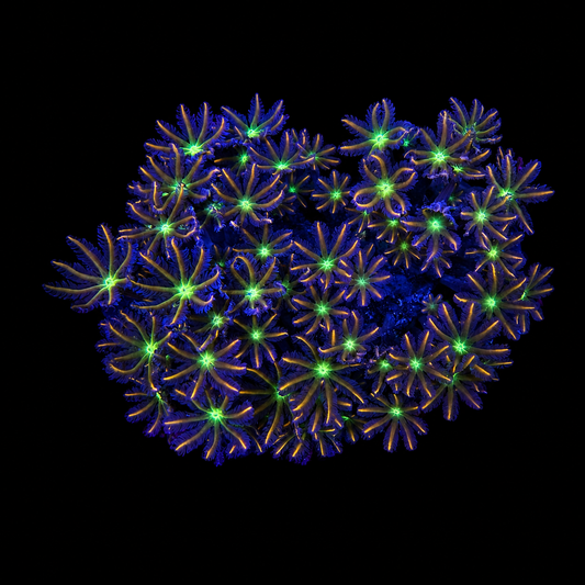 WYSIWYG Ultra Clove Polyp Coral