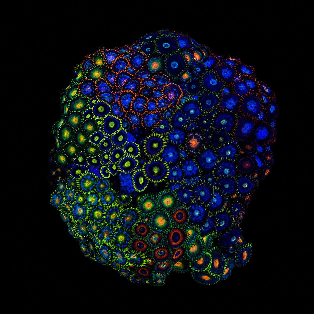 WYSIWYG Zoanthid Coral Garden