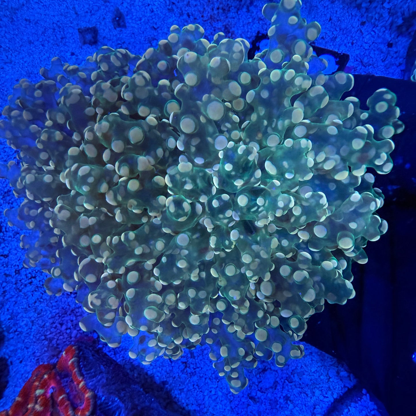 WYSIWYG Gold Frogspawn LG