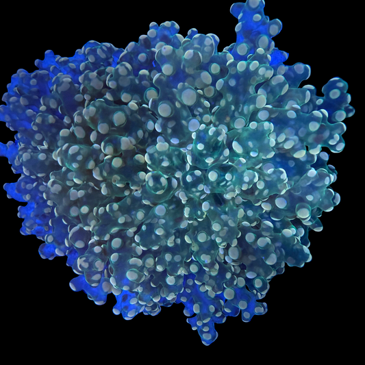 WYSIWYG Gold Frogspawn LG