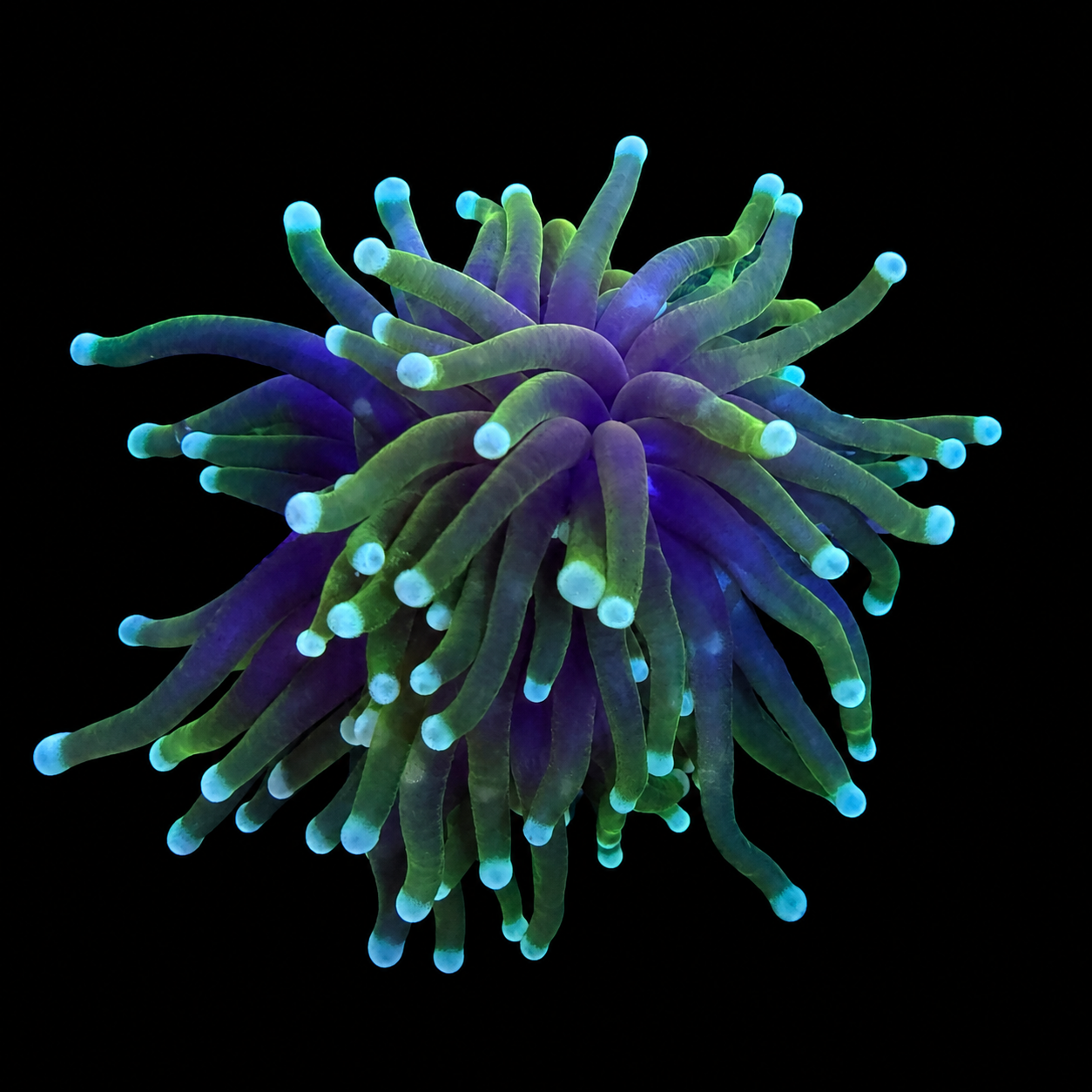 Blowtorch Torch Coral