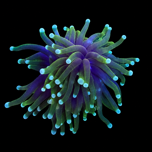 Blowtorch Torch Coral