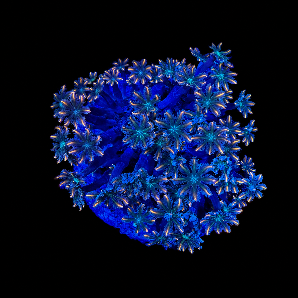WYSIWYG Ultra Clove Polyp Coral