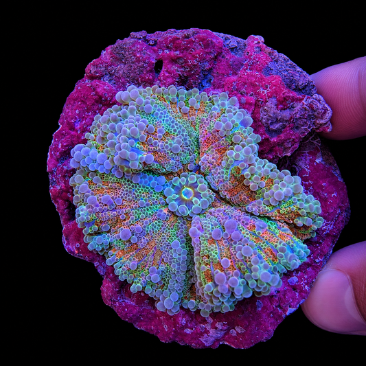 WYSIWYG Ultra Yuma Mushroom Coral XL