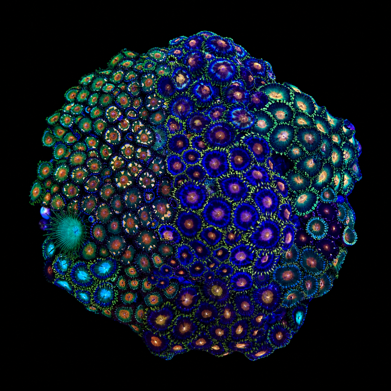 WYSIWYG Zoanthid Coral Garden