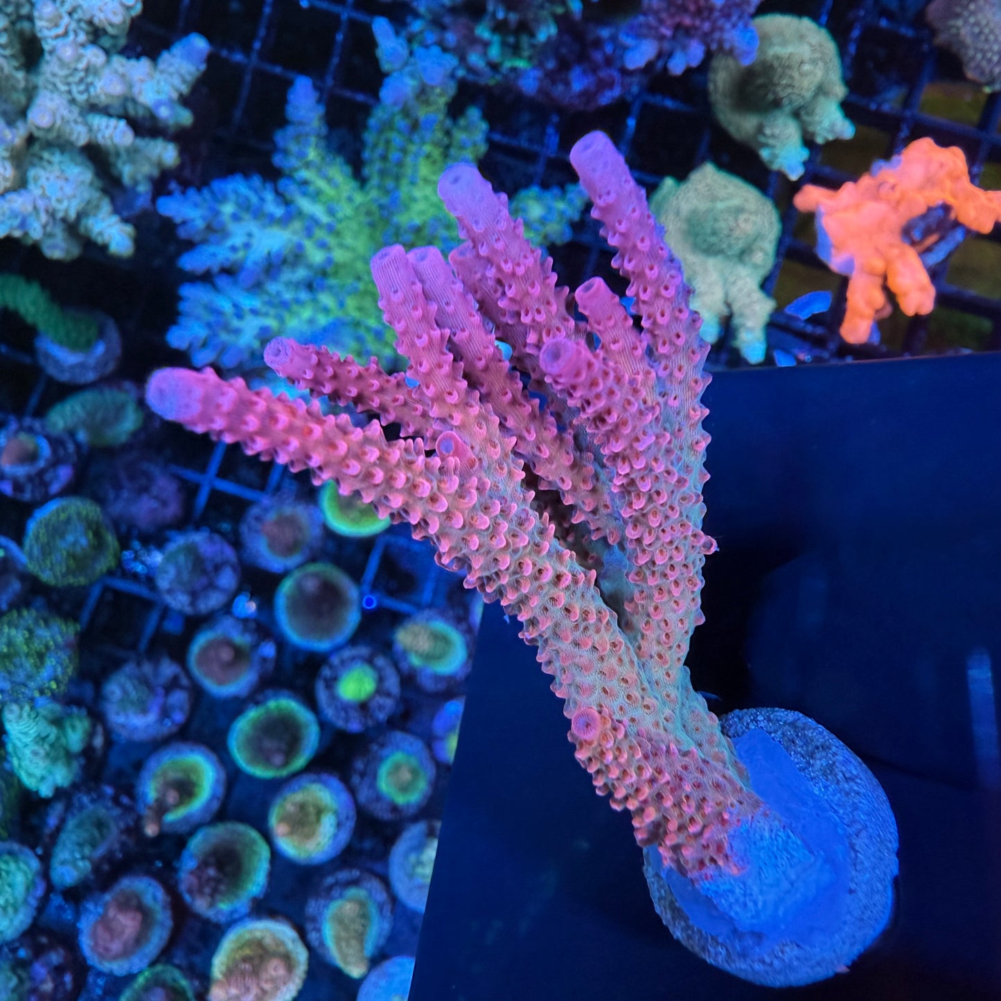 WYSIWYG PC Rainbow Acropora Colony