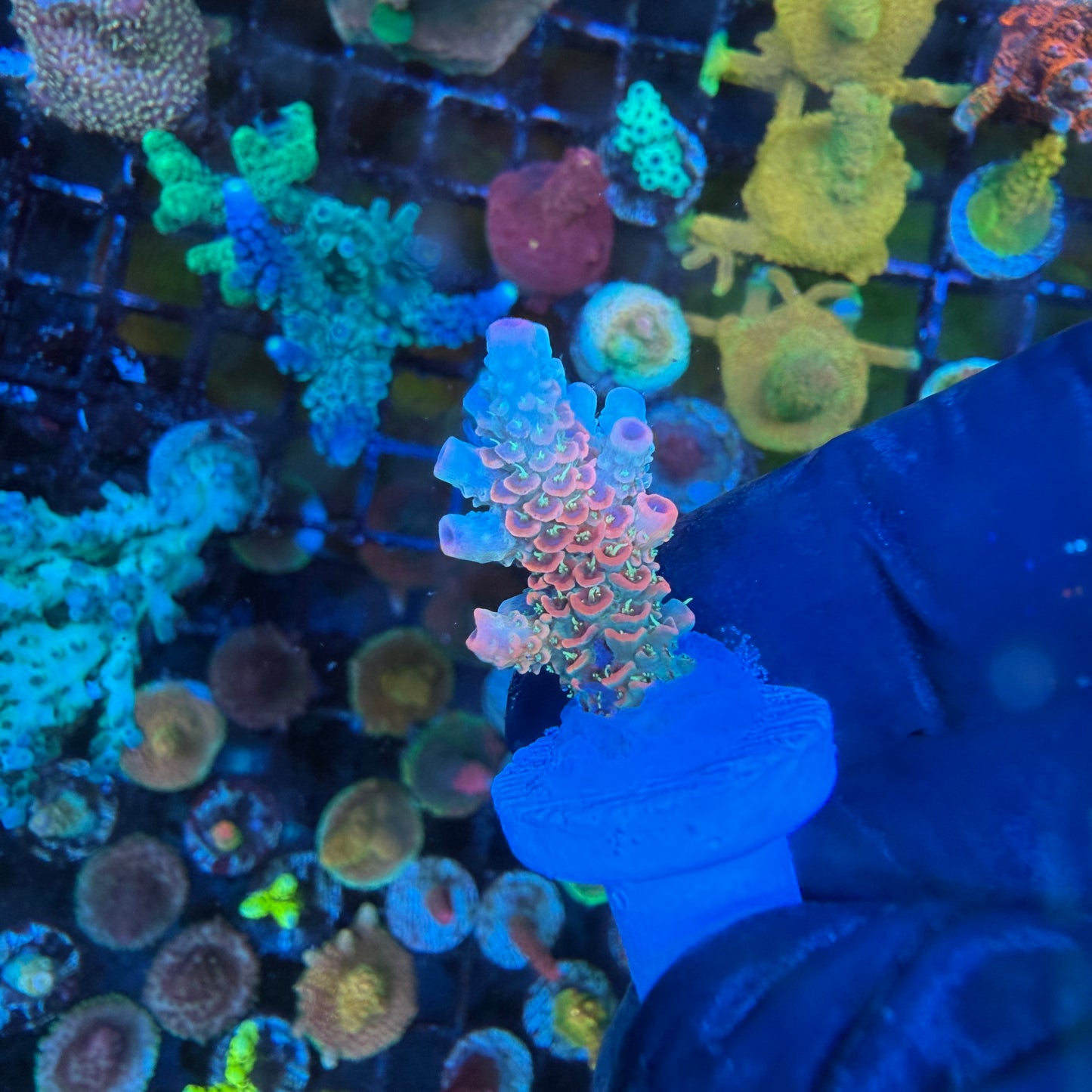 WYSIWYG ASD Rainbow Millie