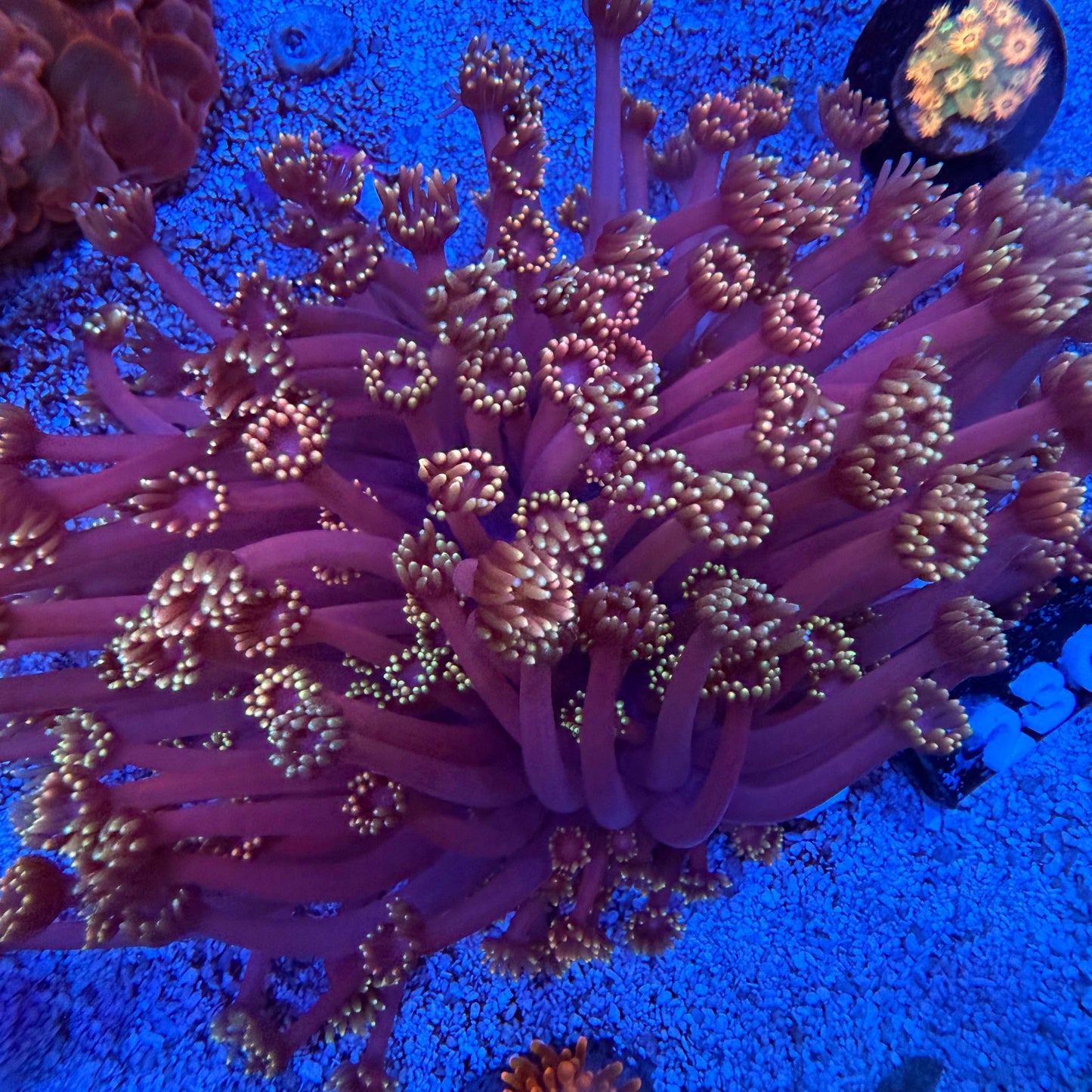 WYSIWYG High Grade Goniopora Coral
