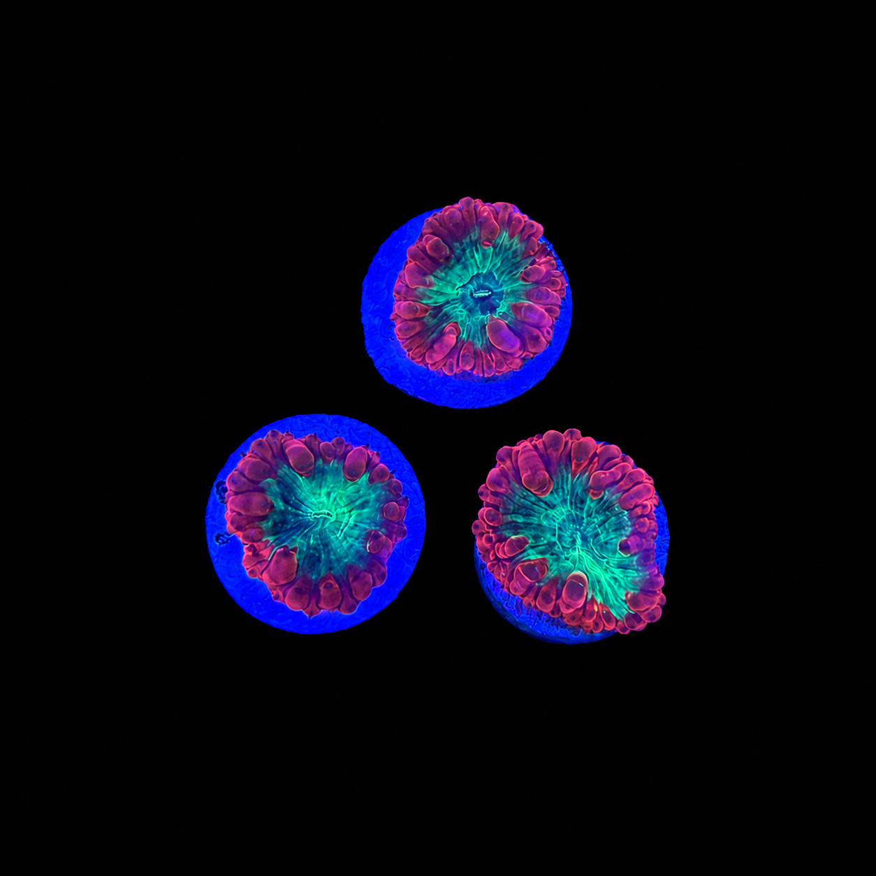 Ultra Blasto Coral Frag