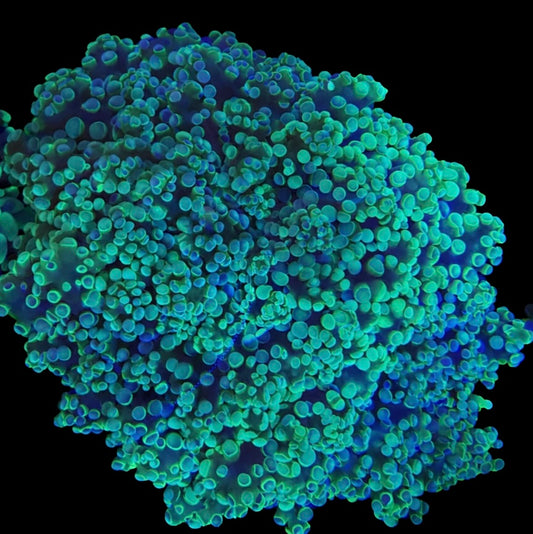 WYSIWYG Green/Purple Tip Frogspawn Coral