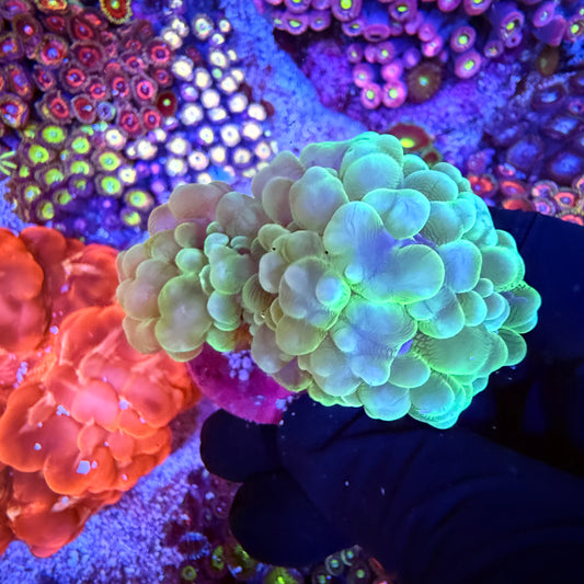 WYSIWYG Bubble Coral