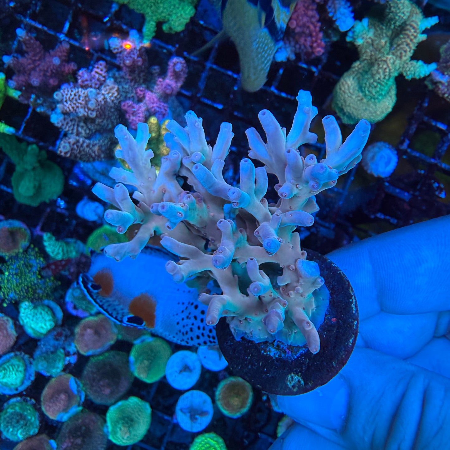 AS Acropora Lokani