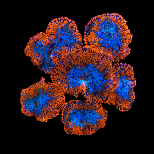 WYSIWYG High End Mushroom Rock Coral