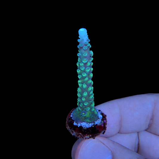 WYSIWYG OG Oregon Tort Coral Frag