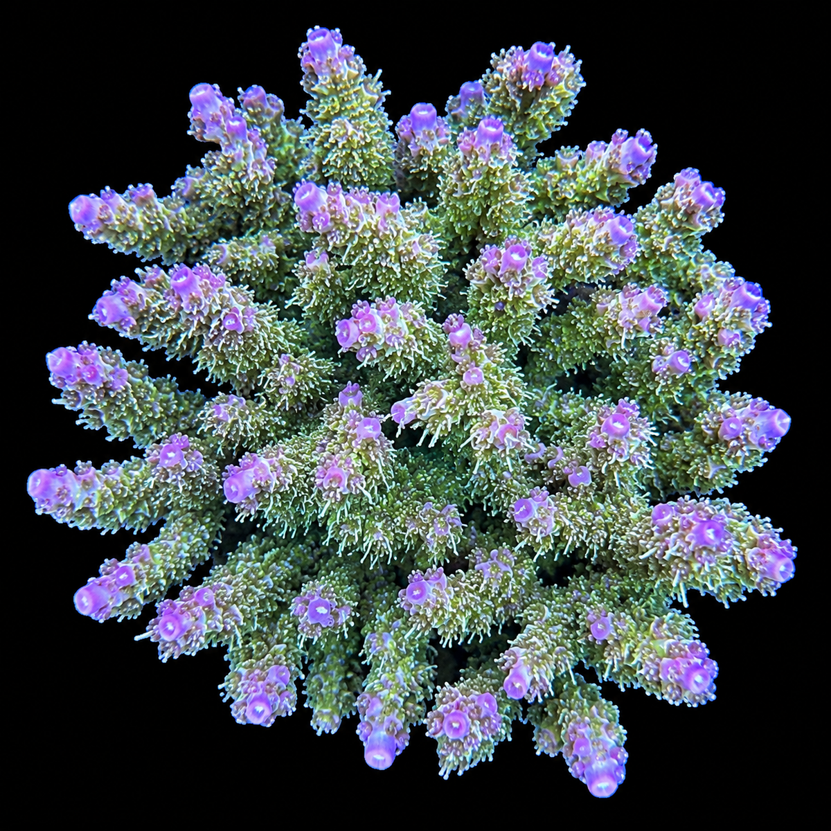 TSA The Fuzz Acropora Coral