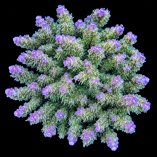 TSA The Fuzz Acropora Coral