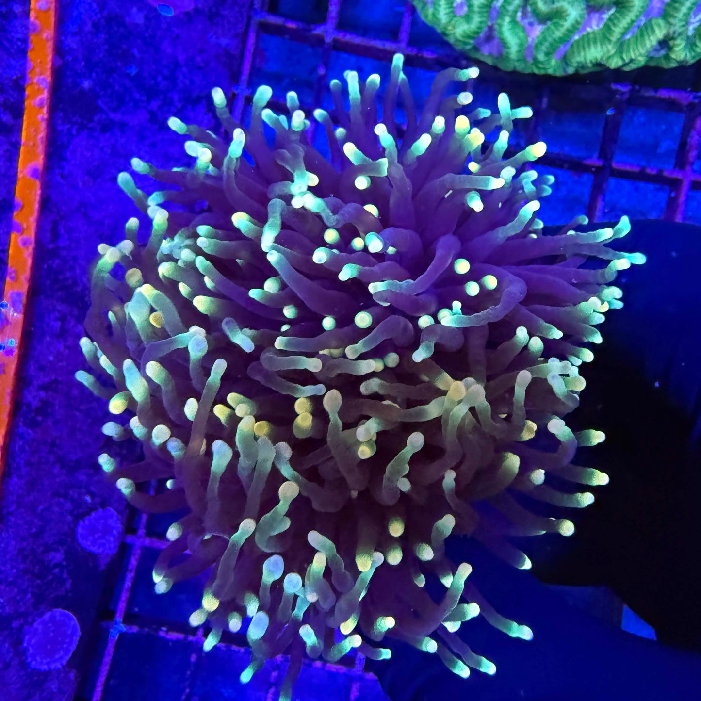 Jester torch coral with multicolored gold, green, and pink tentacles flowing under blue reef lighting