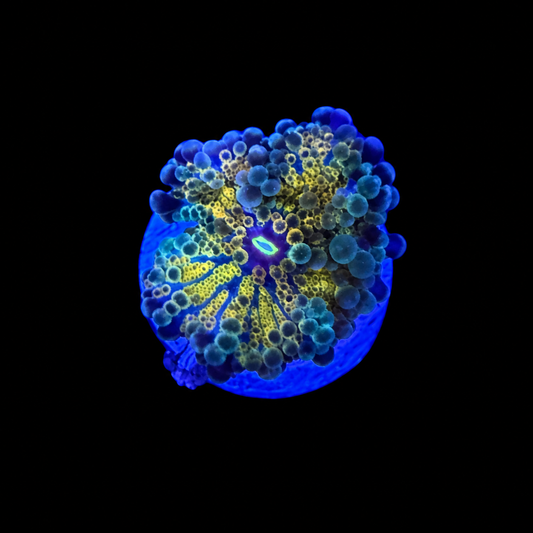 WYSIWYG High End Yuma Coral