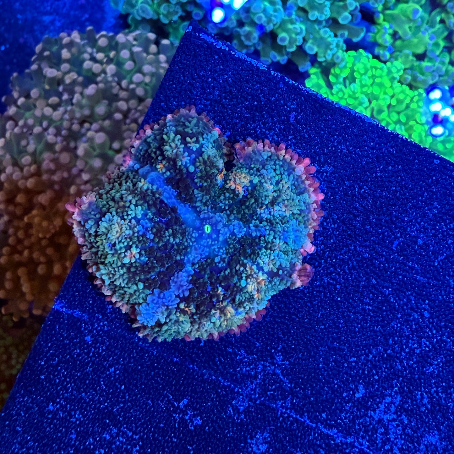 WYSIWYG Frankie’s Bride Mushroom