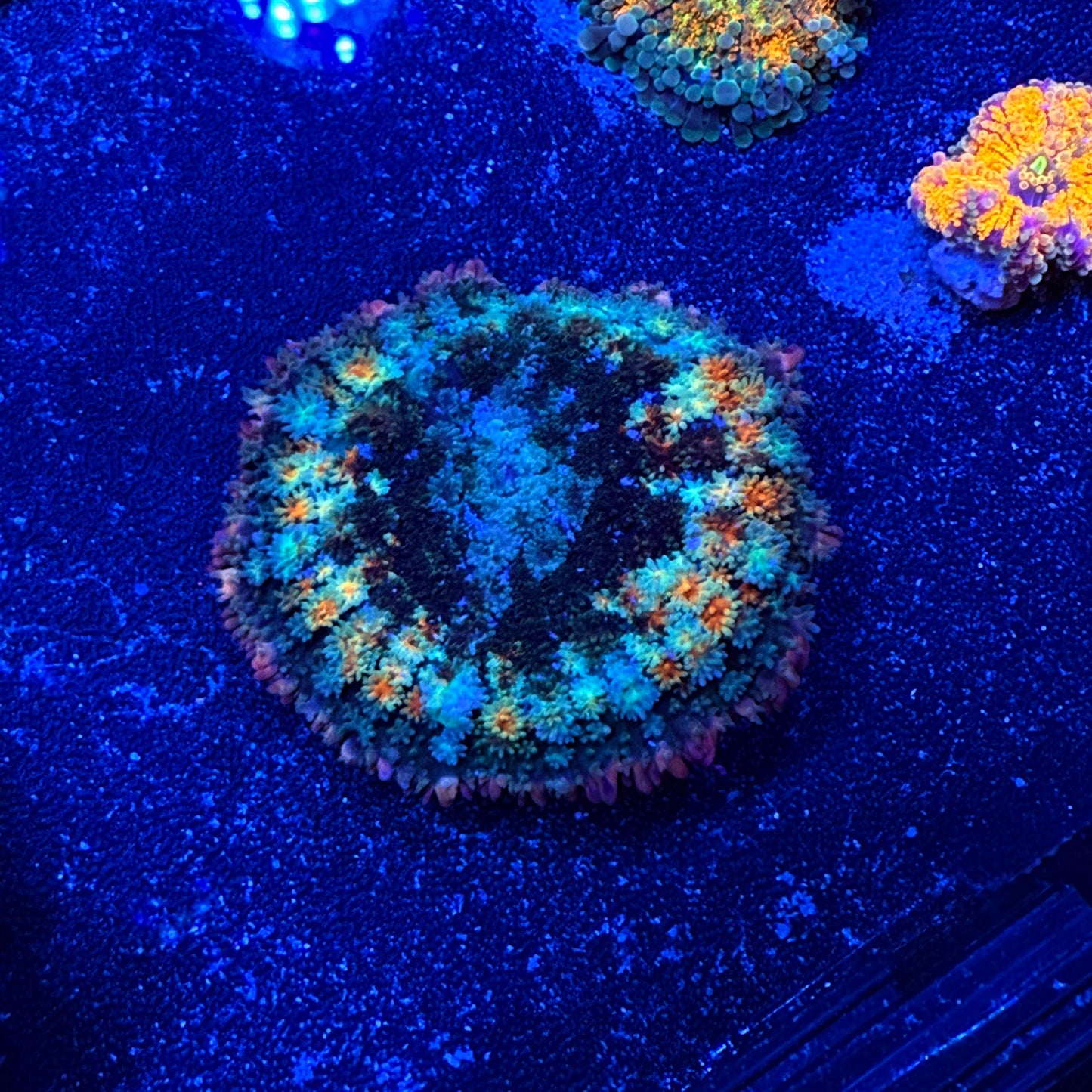 WYSIWYG Frankie’s Bride Mushroom