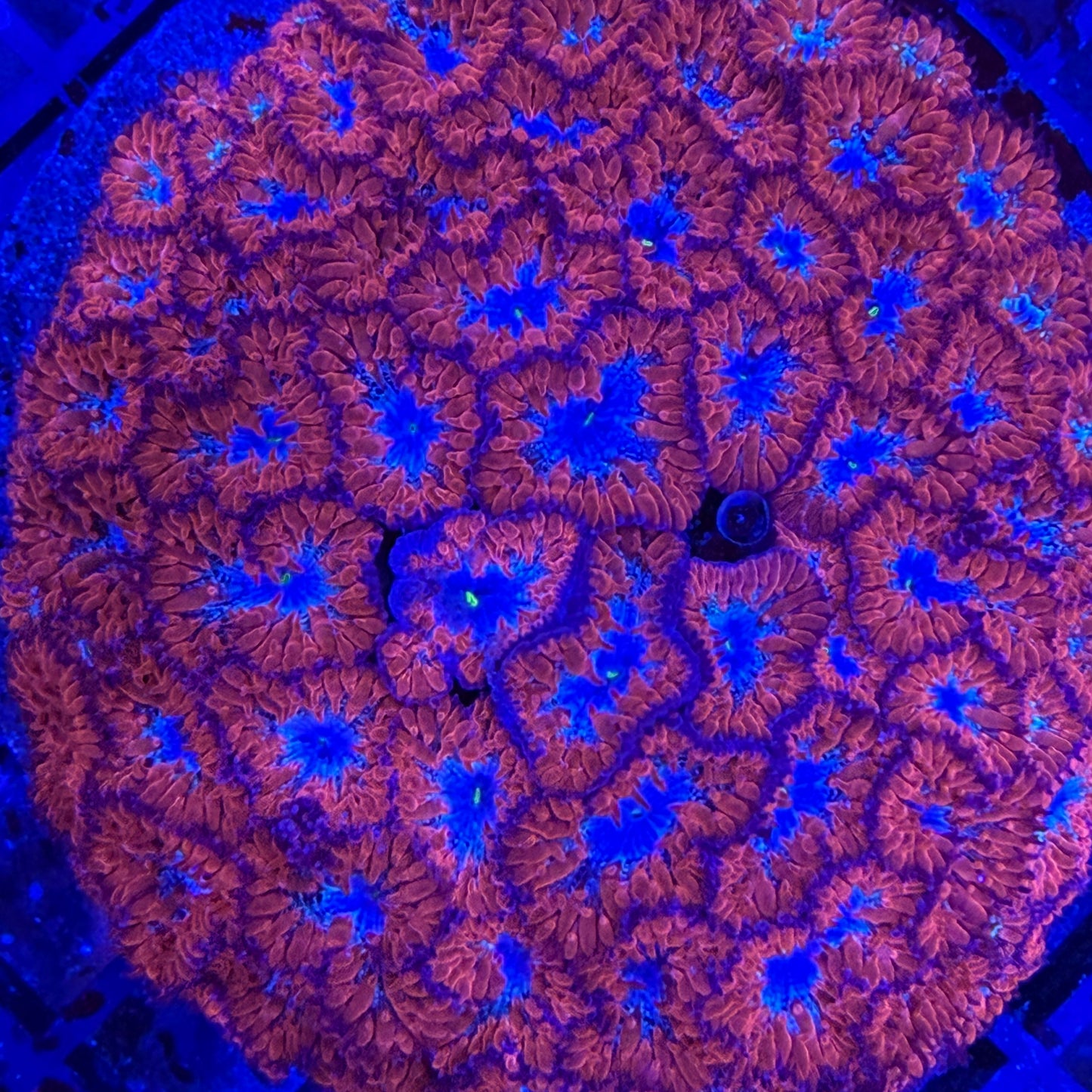 WYSIWYG Large Blasto Colony