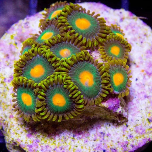 Green Bay PAcker Zoanthids