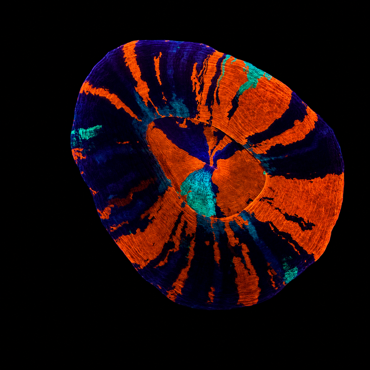 WYSIWYG War Paint Scolly Coral