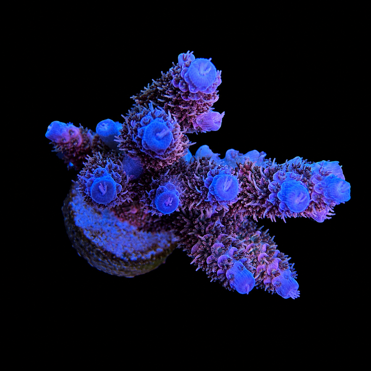 WYSIWYG AS Rainbow Coral Colony