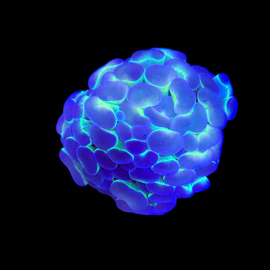 WYSIWYG Holy Hologram Hammer