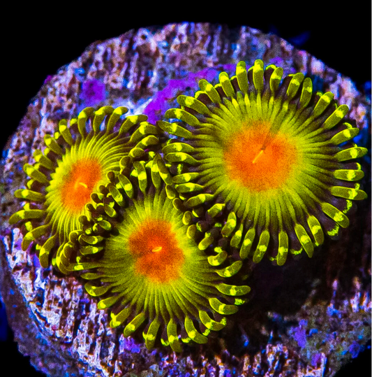 WWC Golden Gods Zoanthids