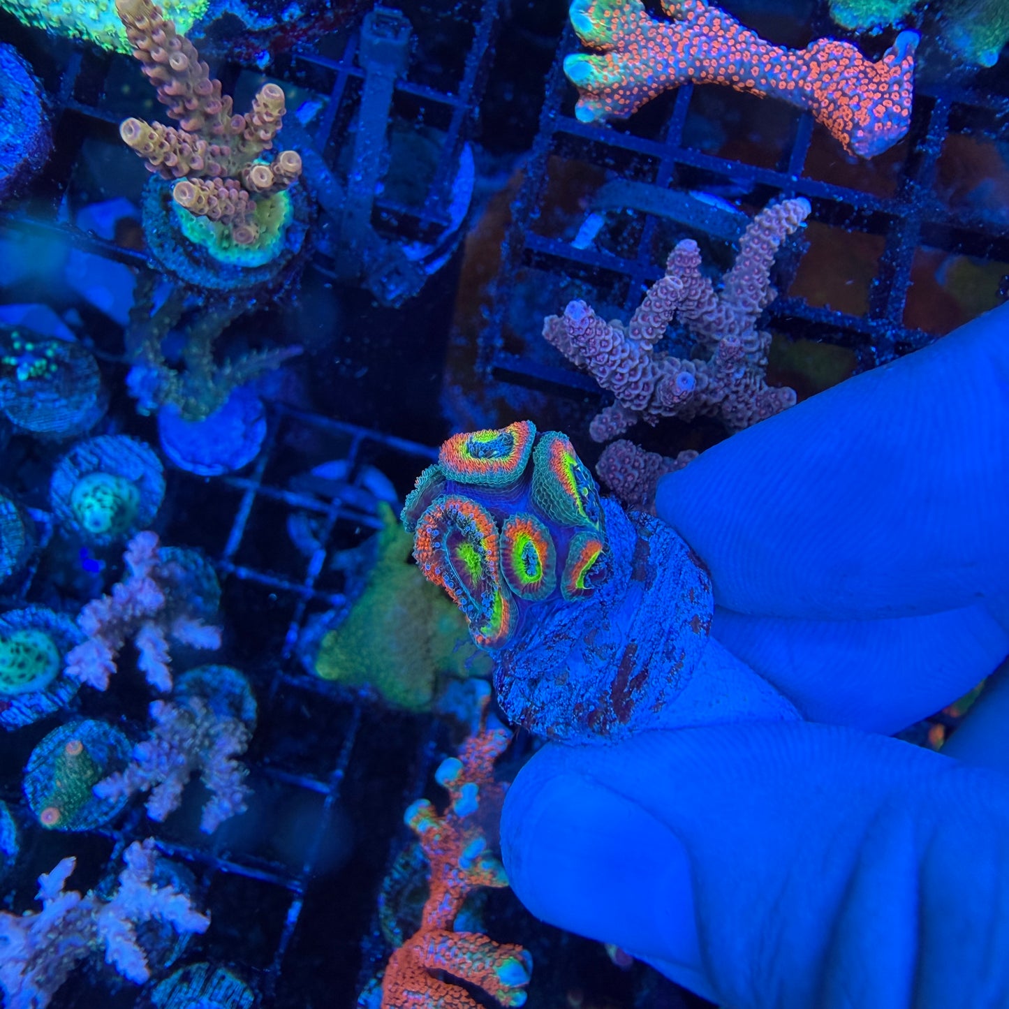 WYSIWYG Holy Grail Micromussa Coral